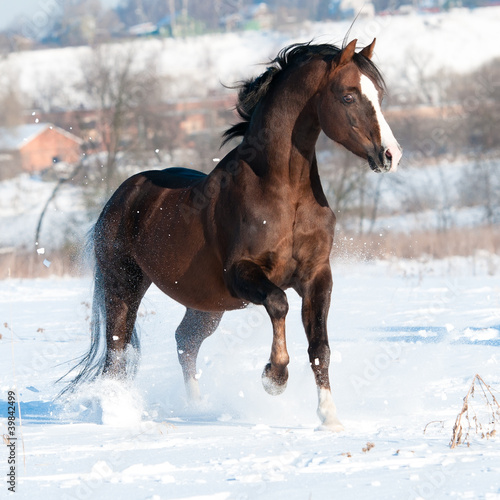 Photo: Welsh pony stallion runs gallop in winter Welsh pony stallion runs gallop in winter