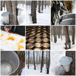 Maple syrup production