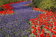 Traubenhyazinthen, Blütenmeer - Grape hyacinths in April