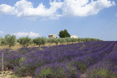 Foto: Olivos y lavanda (Provenza, Francia) Olivos y lavanda (Provenza, Francia)