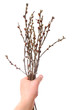 Man's hand holding a bunch of catkins