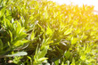background of green leaves