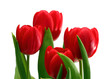 red tulips close-up