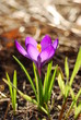 Krokus