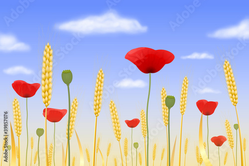 Illustration: Coquelicots dans un champ de blé Coquelicots dans un champ de blé