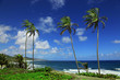 bathsheba coast