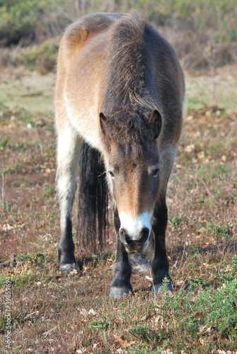 Foto: Exmoor Pony grazing Exmoor Pony grazing