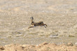 running hare