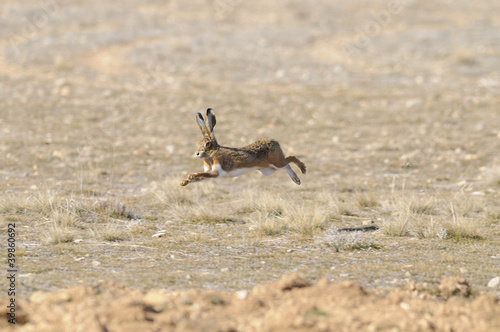 Photo: running hare running hare