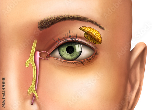 Illustration: Lacrimal glands Lacrimal glands