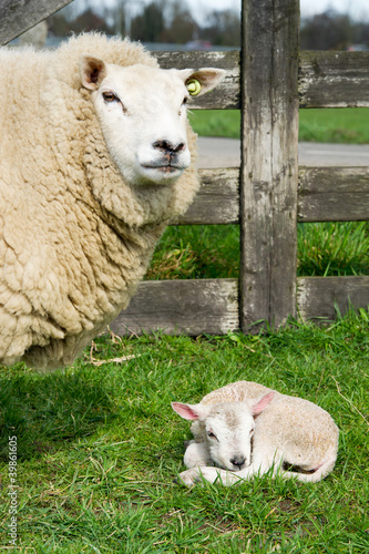 Photo: White sheep with lamp White sheep with lamp