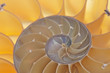 Photo: Nautilus shell Nautilus shell