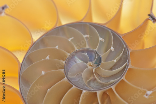 Photo: Nautilus shell Nautilus shell