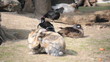 Hühner, Hasen und Enten