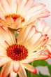Beautiful flowers gerbera