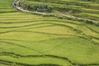 strada tra le risaie a sapa