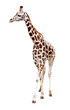 giraffe isolated