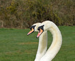 Mute Swans