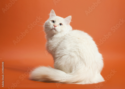 Photo: small siberian kitten on light brown background small siberian kitten on light brown background