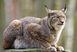 Eurasischer Luchs