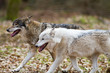 Two eastern wolves