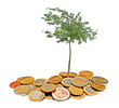 Tree growing from coins Tree growing from coins