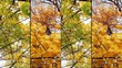 Autumn Collage