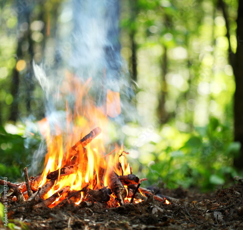 Photo: Bonfire in the forest. Bonfire in the forest.