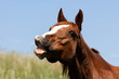 Whinnying brown horse on sky background, laughing