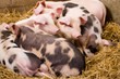 Gloucester Old Spot piglets
