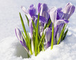Crocus vernus Pickwick Crocus vernus Pickwick