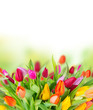 Tulips bouquet