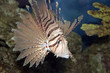Lionfish in Coral