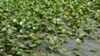 Water lilies in the Florida Everglades