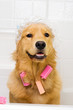 Funny Dog in Shower Cap with Hair Curlers