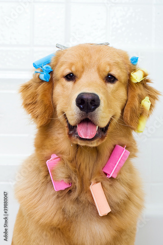 Photo: Happy Dog wearing colorful hair curlers Happy Dog wearing colorful hair curlers