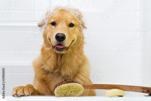 Photo: Happy Dog in the Bath Tub wearing a shower cap Happy Dog in the Bath Tub wearing a shower cap