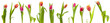 isolated tulips