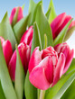 tulips over sky