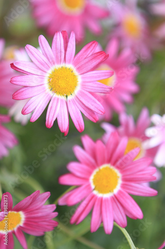 Photo: Pink Flower Close up Pink Flower Close up