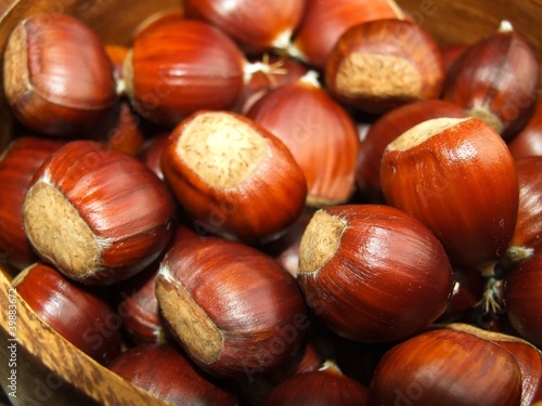 Foto: Esskastanien Esskastanien