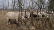 Video: Schafe am fressen Schafe am fressen