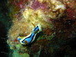 nackschnecke