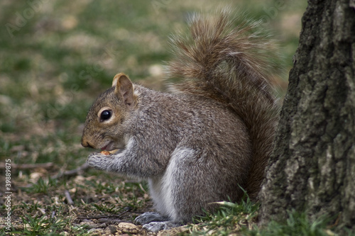 Photo: Squirrel Squirrel