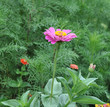 Flowers Zinnia Flowers Zinnia
