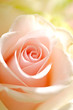 Foto: pink rose macro pink rose macro
