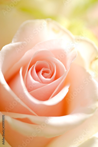 Photo: pink rose macro pink rose macro