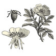 Rosier de la caroline