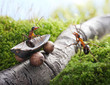 lift, handsome!  hitch-hiking ,  ant tales
