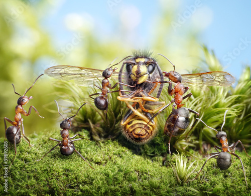 Foto: tell a story, Grandma Bee! ant tales (guest star - dried wasp) tell a story, Grandma Bee! ant tales (guest star - dried wasp)